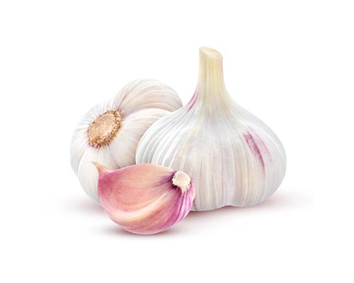 Garlic